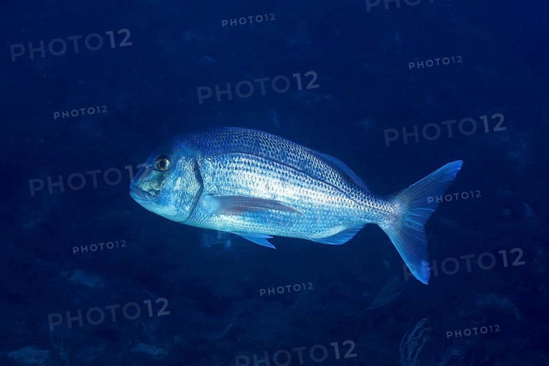 Silvery fish, dentex (Dentex dentex), elegantly making its way in the dark blue water, dive site marine reserve Port Cros, Provence Alpes Côte d'Azur, France, Europe