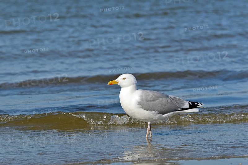 Herring Gull (Larus argentatus) foraging at the edge of the river, North Sea, Norderney, East Frisian Islands, Lower Saxony, Germany, Europe