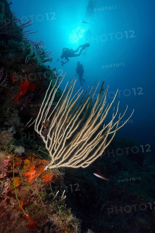 Divers explore a reef with white gorgonian (Eunicella singularis) in deep blue water, dive site Sec de la Jeaune Garde, Giens Peninsula, Provence Alpes Côte d'Azur, France, Europe