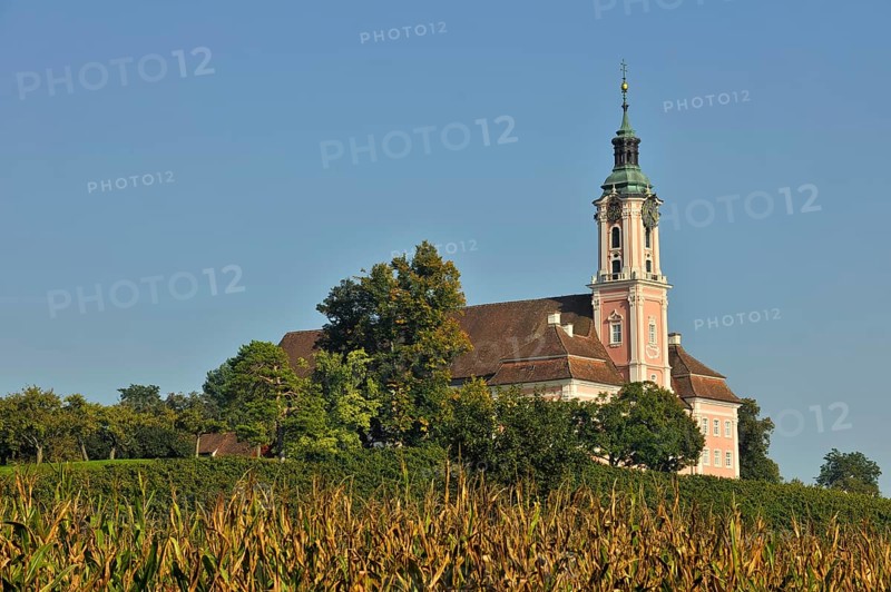 Baroque church stands majestically in the midst of a green landscape under a clear blue sky, cornfield, Birnau pilgrimage church on Lake Constance, Uhldingen-Mühlhofen, Baden-Württemberg, Germany, Europe