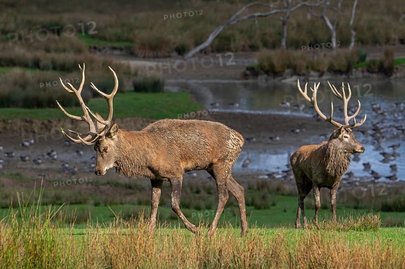 Red deer (Cervus elaphus) stags with big antlers walking on lake shore with geese during rut in autumn, Parc animalier de Sainte-Croix, Rhodes, France, Europe