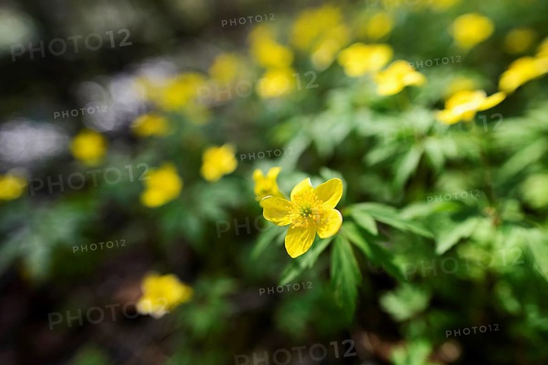 Yellow Anemone (Anemone ranunculoides), flowering, Switzerland, Europe