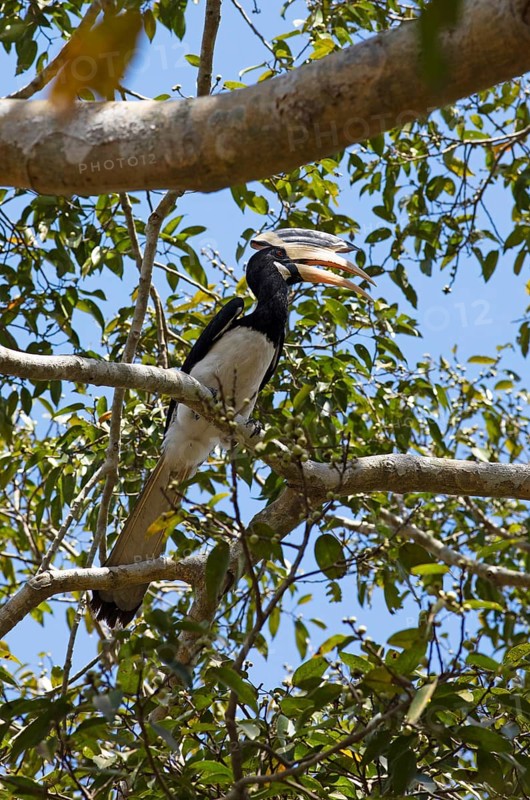 Malabar Hornbill (Anthracoceros coronatus) on a tree in the ruined city of Polonnaruwa, Central Province, Sri Lanka, Asia