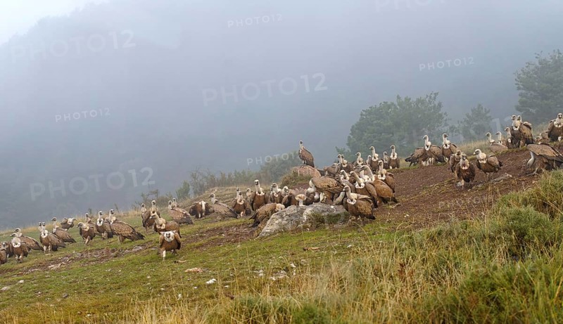 Griffon vulture (Gyps fulvus), group, fog, feeding ground in the Pyrenees, Catalonia, Spain, Europe