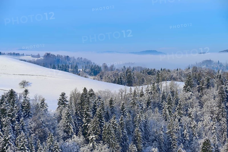 A snowy forest under a blue sky with fog and mountain peaks in the background, Schöningen, Zurich, Canton of Zurich, Switzerland, Europe