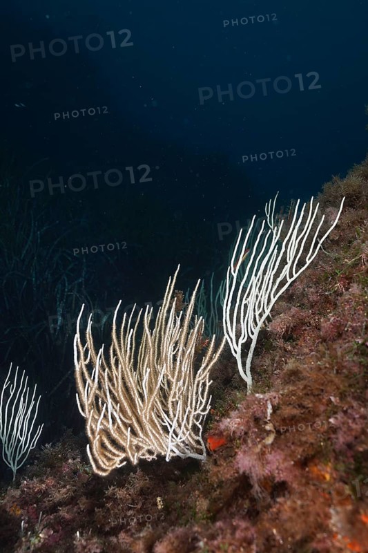 White gorgonians (Eunicella singularis) protrude from the seabed in a blue environment, dive site Sec de la Jeaune Garde, Giens Peninsula, Provence Alpes Côte d'Azur, France, Europe
