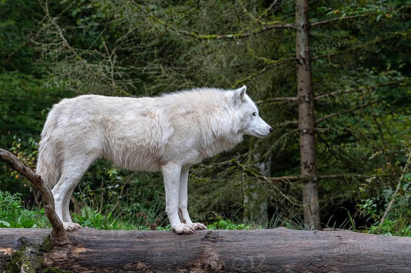Arctic wolf, white wolf, polar wolf (Canis lupus arctos) native to the High Arctic tundra of Canada, Parc Animalier de Sainte-Croix, Rhodes, France, Europe