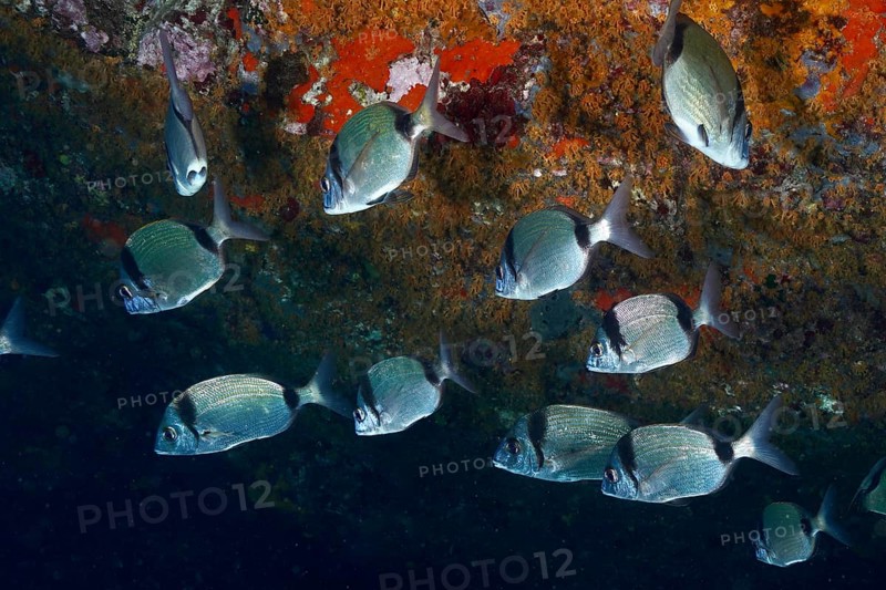Shoal of silver fish, two-banded bream (Diplodus vulgaris), in front of a coral wall, dive site L'anse aux blés, Giens peninsula, Provence Alpes Côte d'Azur, France, Europe