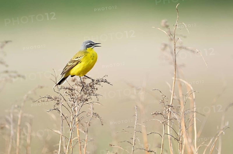 Yellow wagtail (Motacilla flava), male sits singing on a thin blade of grass, singing station, Lake Neusiedl National Park, Seewinkel, Burgenland, Austria, Europe