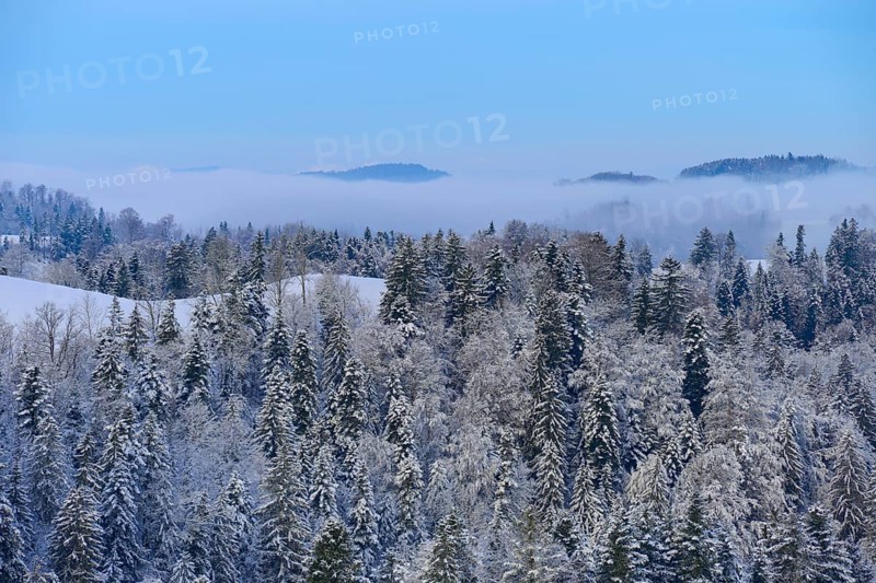 Snowy forest under a blue sky with fog and mountain peaks in the background, Schöningen, Zurich, Canton Zurich, Switzerland, Europe