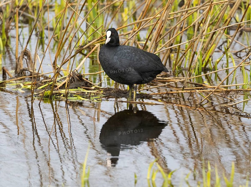 Blässhuhn (Fulica atra), rastend im seichten Wasser einer Lagune, mit seinem Spiegelbild im Wasser, auf der Insel Texel, Holland