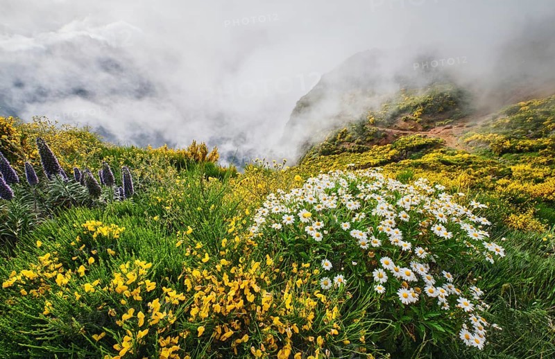 Madeira landscape with daisy and Pride of madeira flowers and blooming Cytisus shrubs and mountains in clouds. Miradouros do Paredao, Madeira island, Portugal, Europe