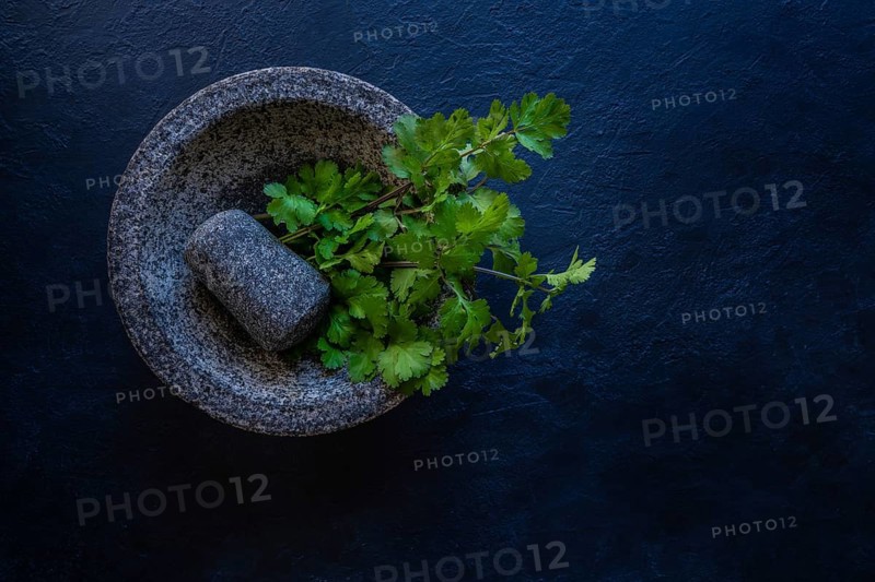 Coriander fresh cilantro in a molcajete mortar and pestle