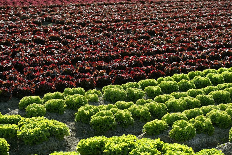 Red little baby lettuce in the fields from spain