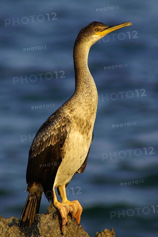 Cormoran (Phalacrocorax aristotelis) .S´Estanyol. Llucmajor.Mallorca.Baleares.España