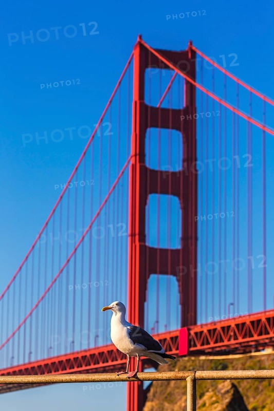 San Francisco Golden Gate Bridge seagull California USA