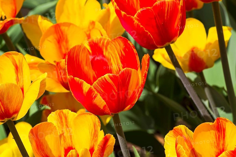 Tulips of the Andre Citroen species on a flowerbed