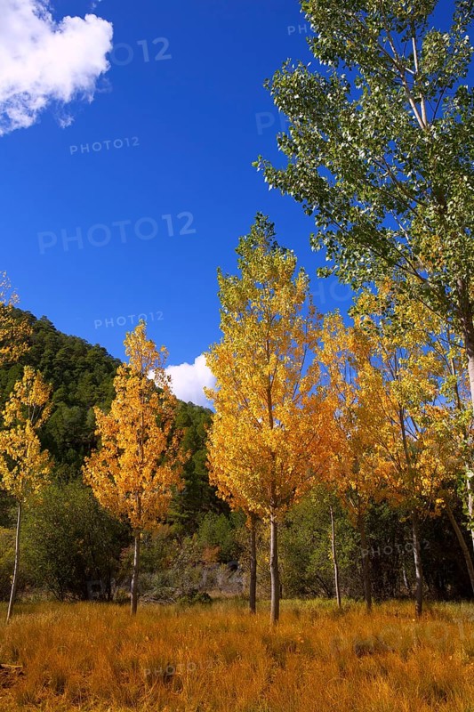 Autumn fall forest with yellow golden poplar trees outdoor nature and blue sky