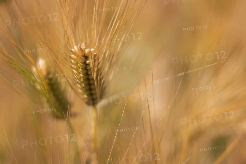 Golden ears of wheat in summer on the field. Wheat Background