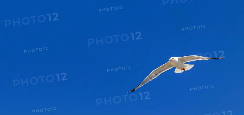 Great black backed gull in flight over the sea