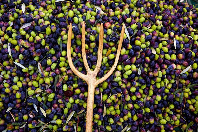 Olives texture in harvest picking with net and wooden fork at Mediterranean