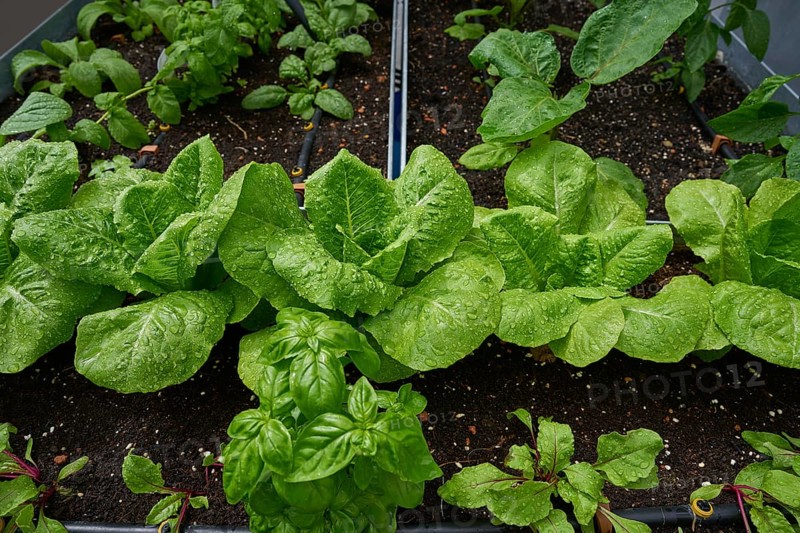 Urban homestead with lettuces after rain drops