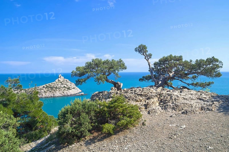 Two old curved relict tree-like juniper (Juniperus excelsa) . on a rock above the sea. Karaul-Oba, Novyy Svet, Crimea