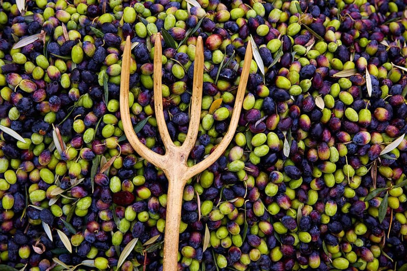 Olives texture in harvest picking with net and wooden fork at Mediterranean