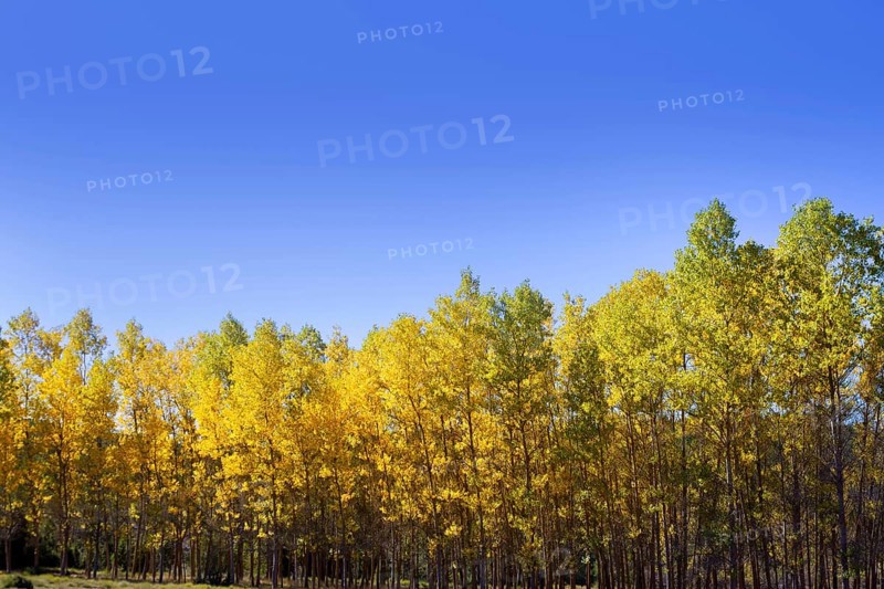 Autumn early fall forest with yellow poplar trees in a row