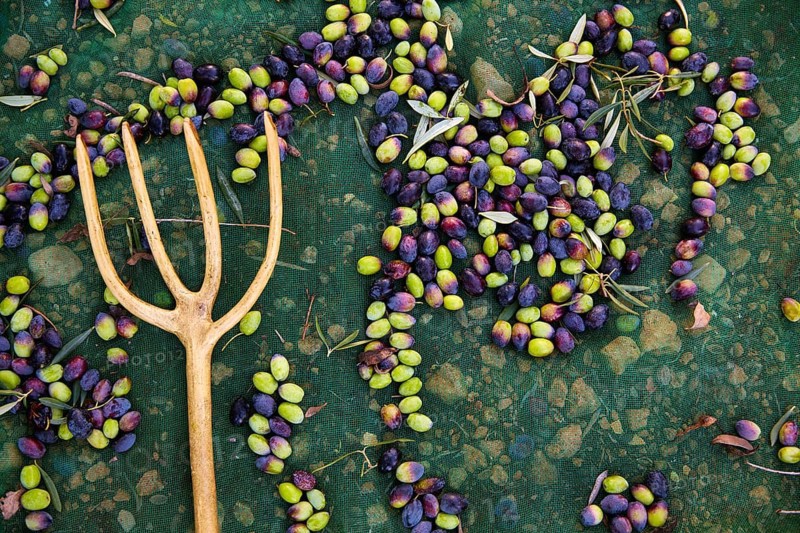 Olives texture in harvest picking with net and wooden fork at Mediterranean