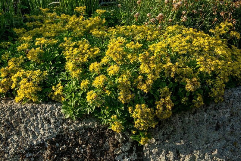 Yellow Phedimus aizoon flowers in the spring