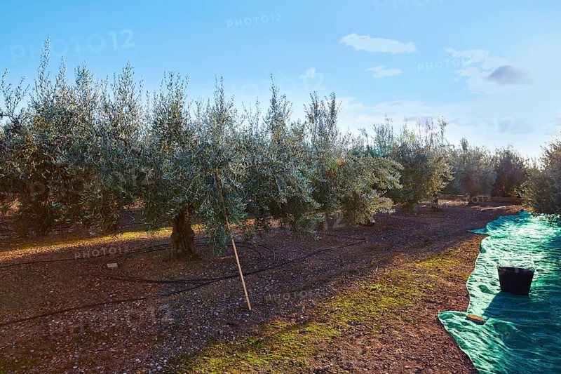Olives harvest picking with net at Mediterranean in olive trees field