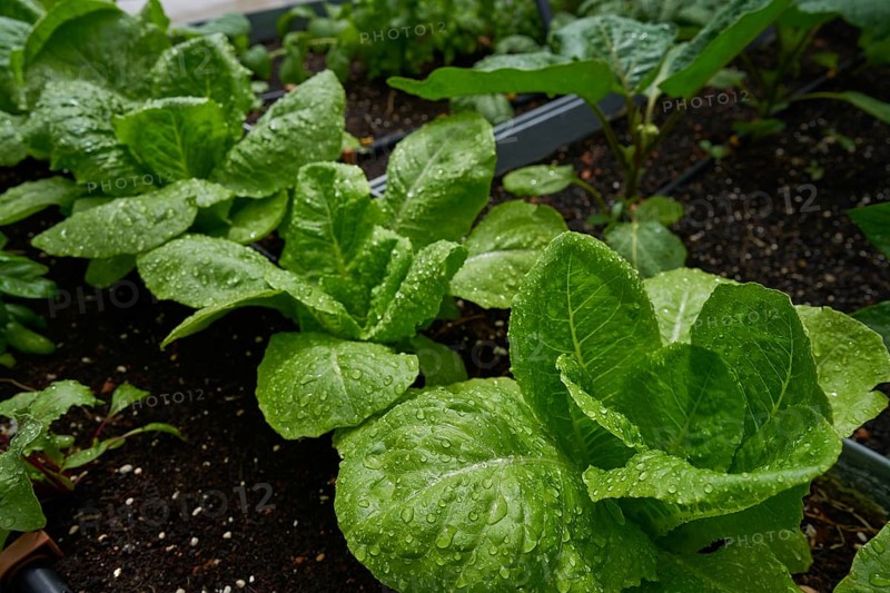 Urban homestead with lettuces after rain drops