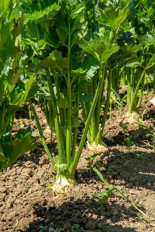 Row of Celery plant growing in the vegetable garden. Celery is a marshland plant in the family Apiaceae