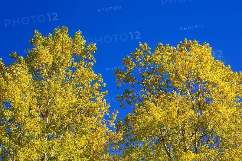 Yellow poplar tree leaves detail on blue sky background