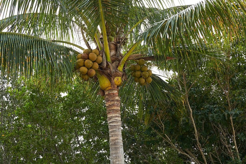 Florida Sanibel and Captiva island coconut palm trees in US