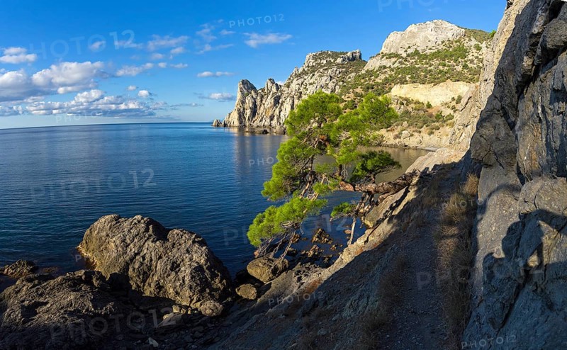 Relict pine from the remnants of the Golitsyn Trail leading from the Novyy Svet to the Royal beach. Sunny summer morning. Crimea