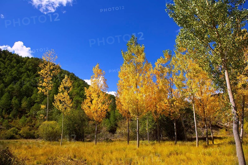 Autumn fall forest with yellow golden poplar trees outdoor nature and blue sky