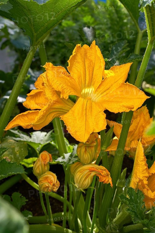 Zucchini flowers yellow in an orchard urban garden