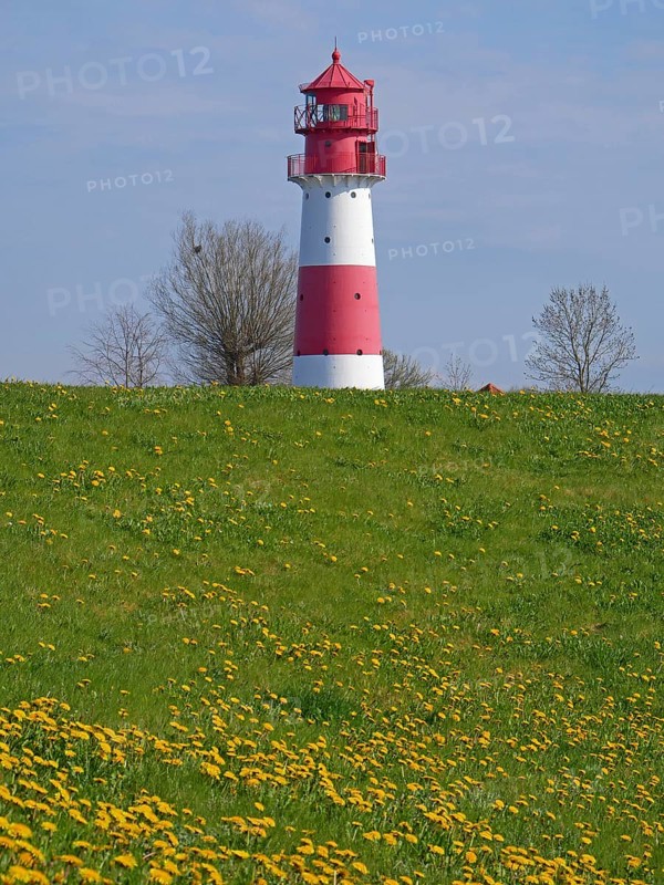 Dandelions galore: view of the Falshöft lighthouse in spring. Schleswig-Holstein, Germany, Europe