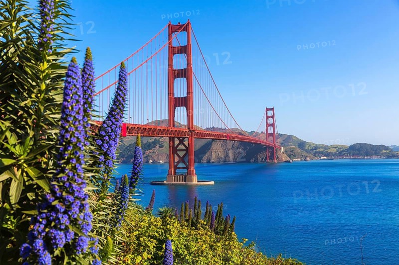 Golden Gate Bridge San Francisco purple flowers Echium candicans in California