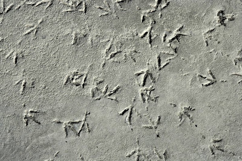 Seagull bird footprint on concrete, pattern gray texture