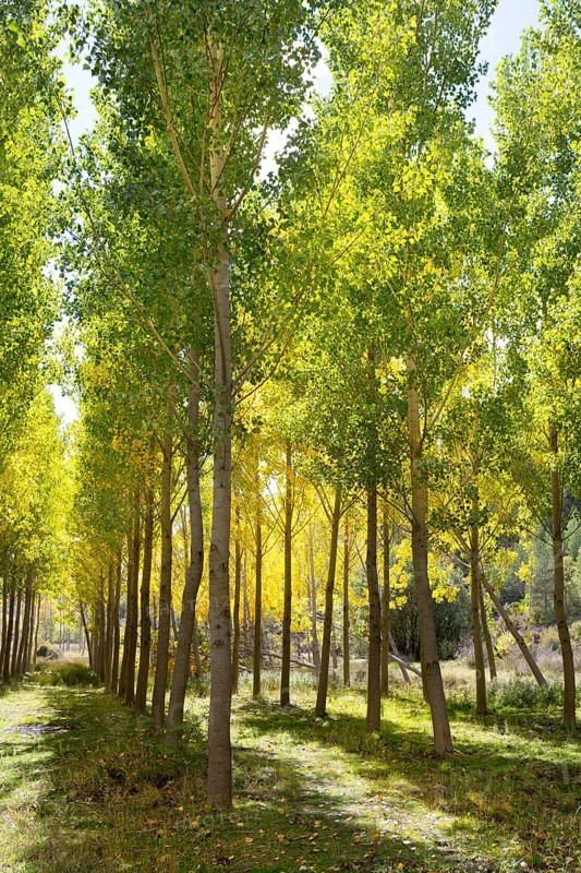 Autumn early fall forest with yellow poplar trees in a row