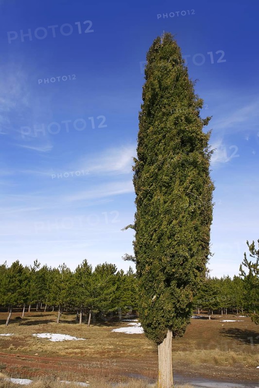 Big cypress in winter pine forest background