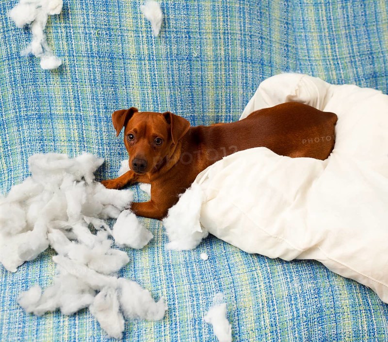 Naughty playful puppy dog after biting a pillow tired of hard work