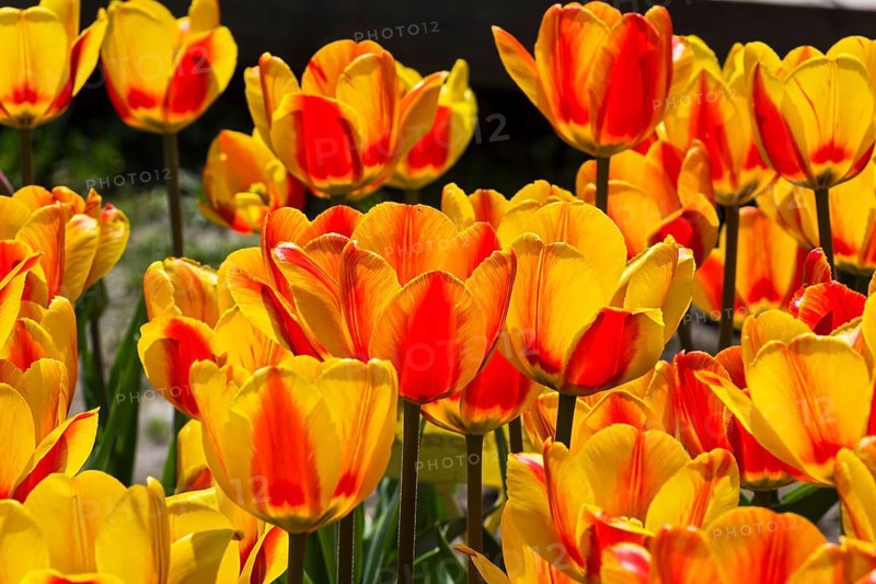 Tulipa of the Hotpants species on a flowerbed