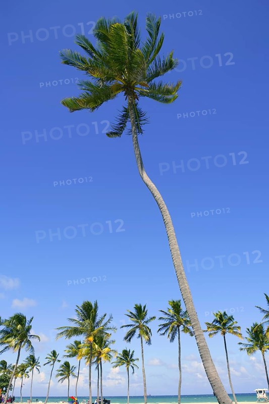 Fort Lauderdale Florida tropical beach with palm trees over blue sky
