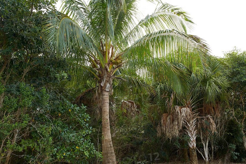 Florida Sanibel and Captiva island coconut palm trees in US