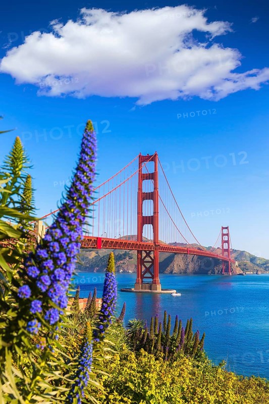 Golden Gate Bridge San Francisco purple flowers Echium candicans in California