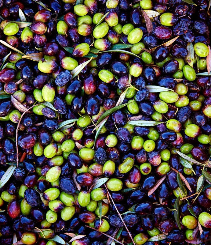 Olives texture in harvest at Mediterranean Spain